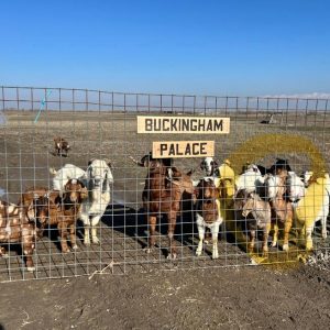 Goat farming