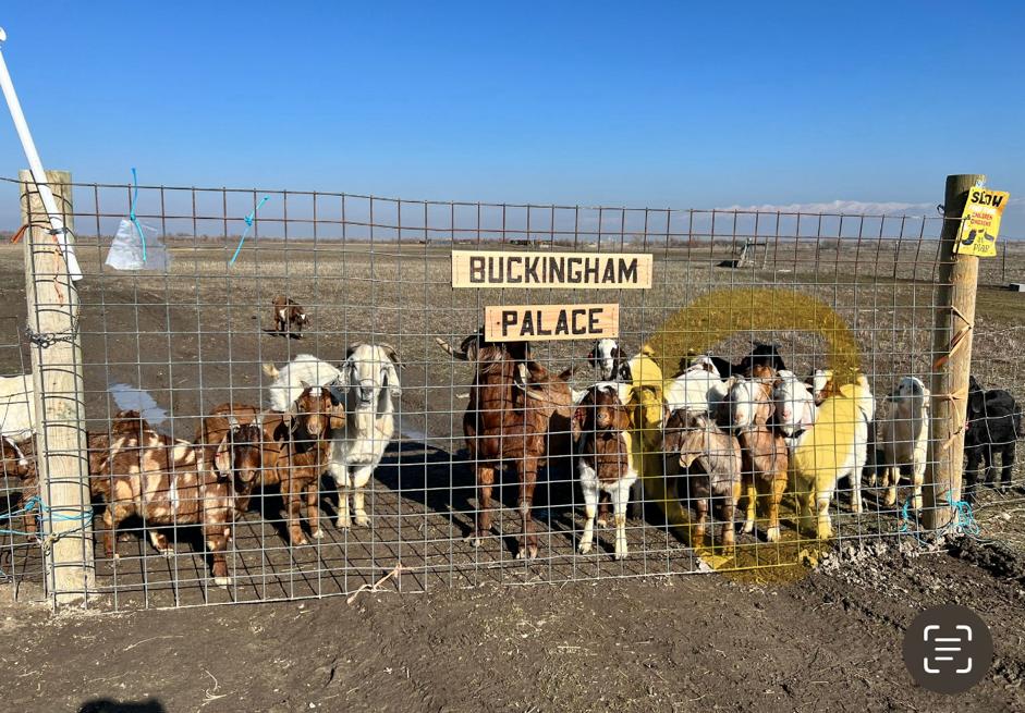 Goat farming