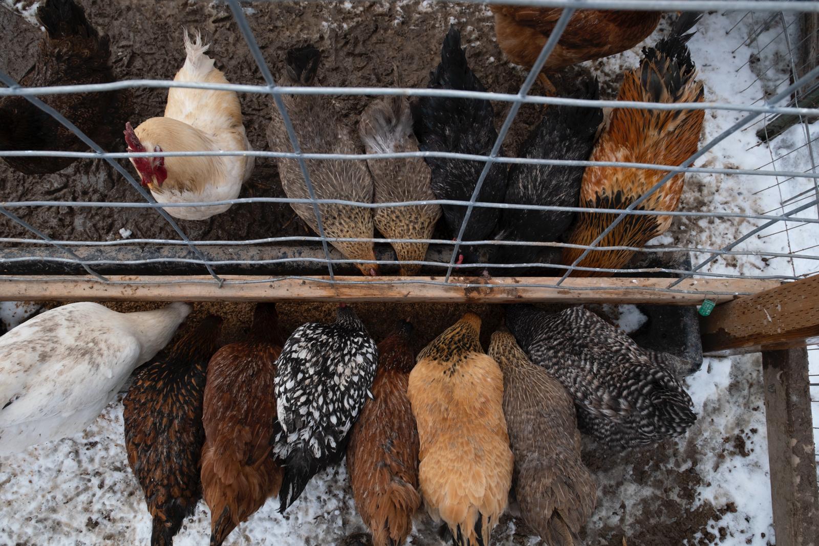 Chickens
