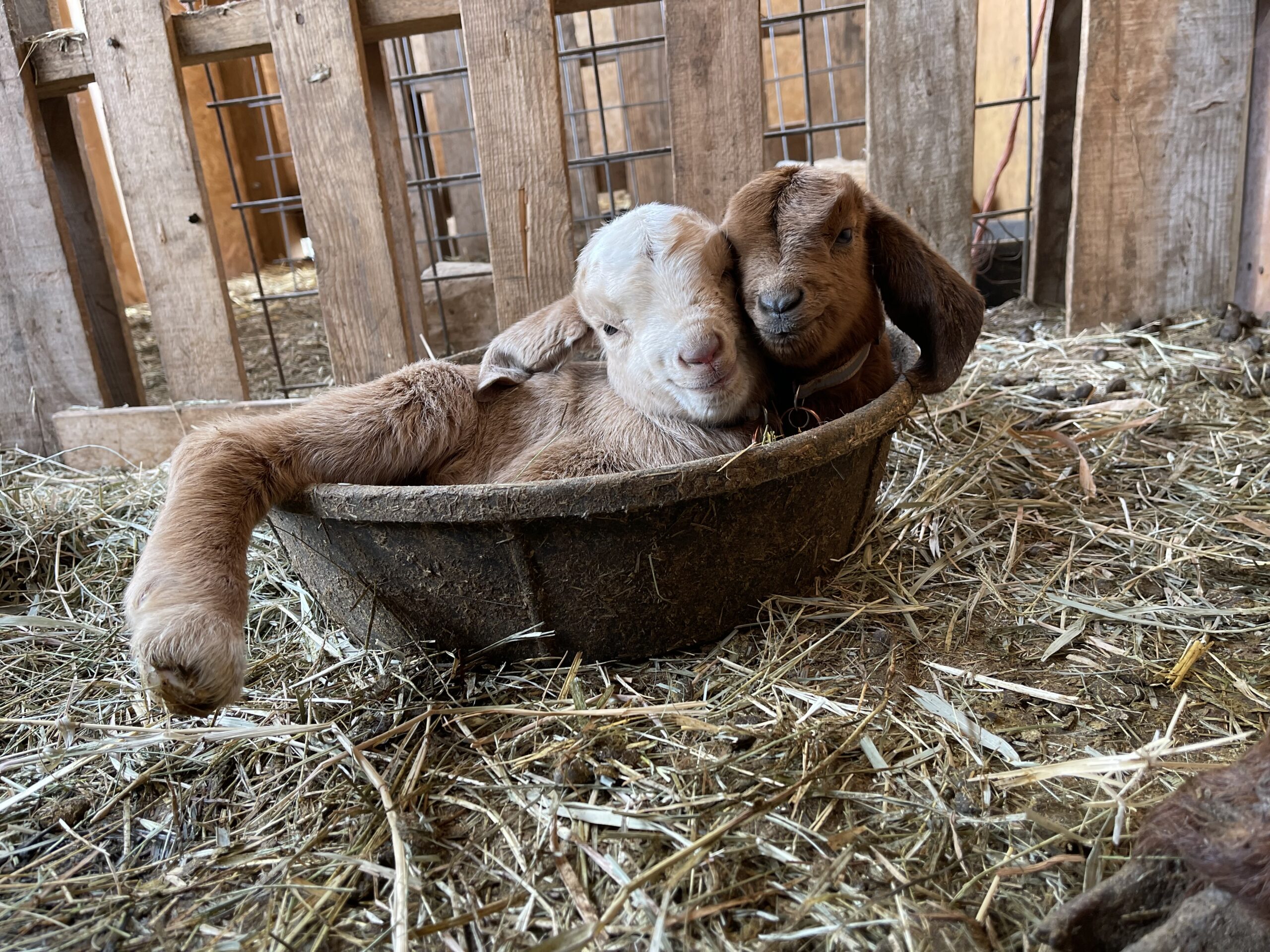 Goats