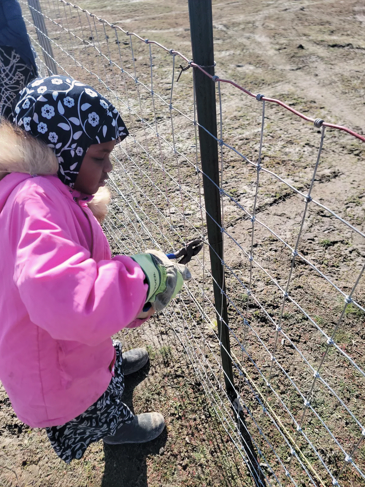 Goat weed control
