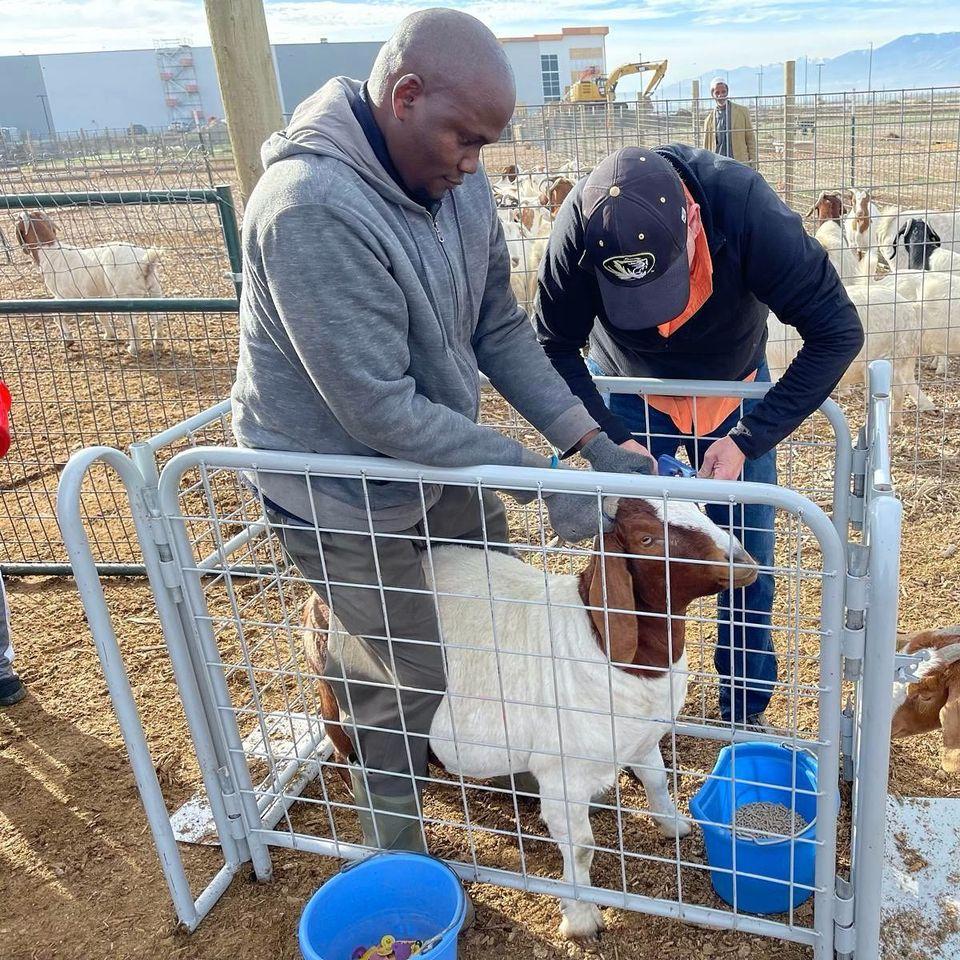 Farm animals