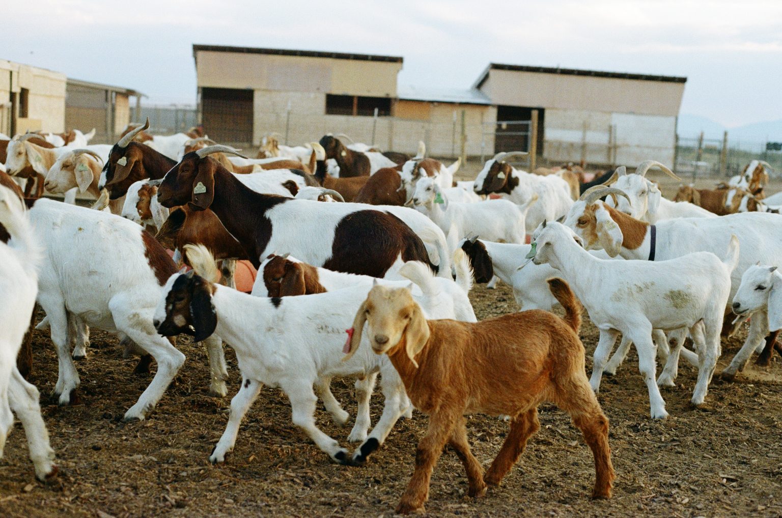 Goat grazing
