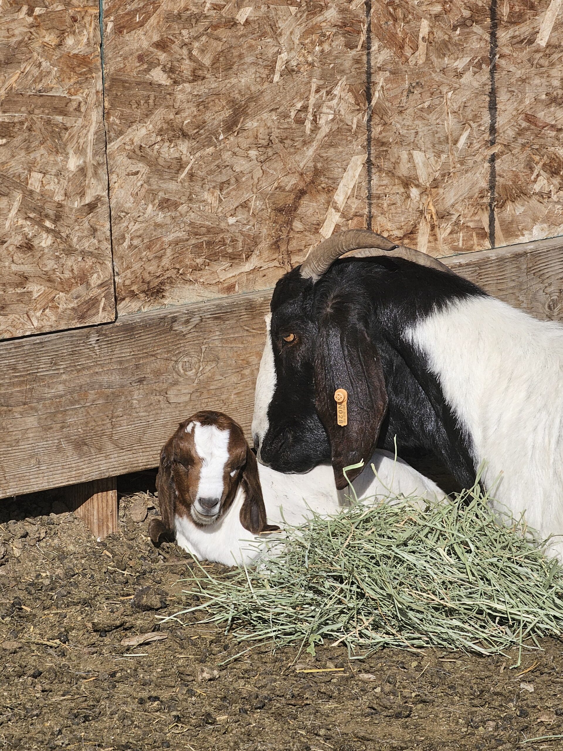Utah Refugee Goats farm