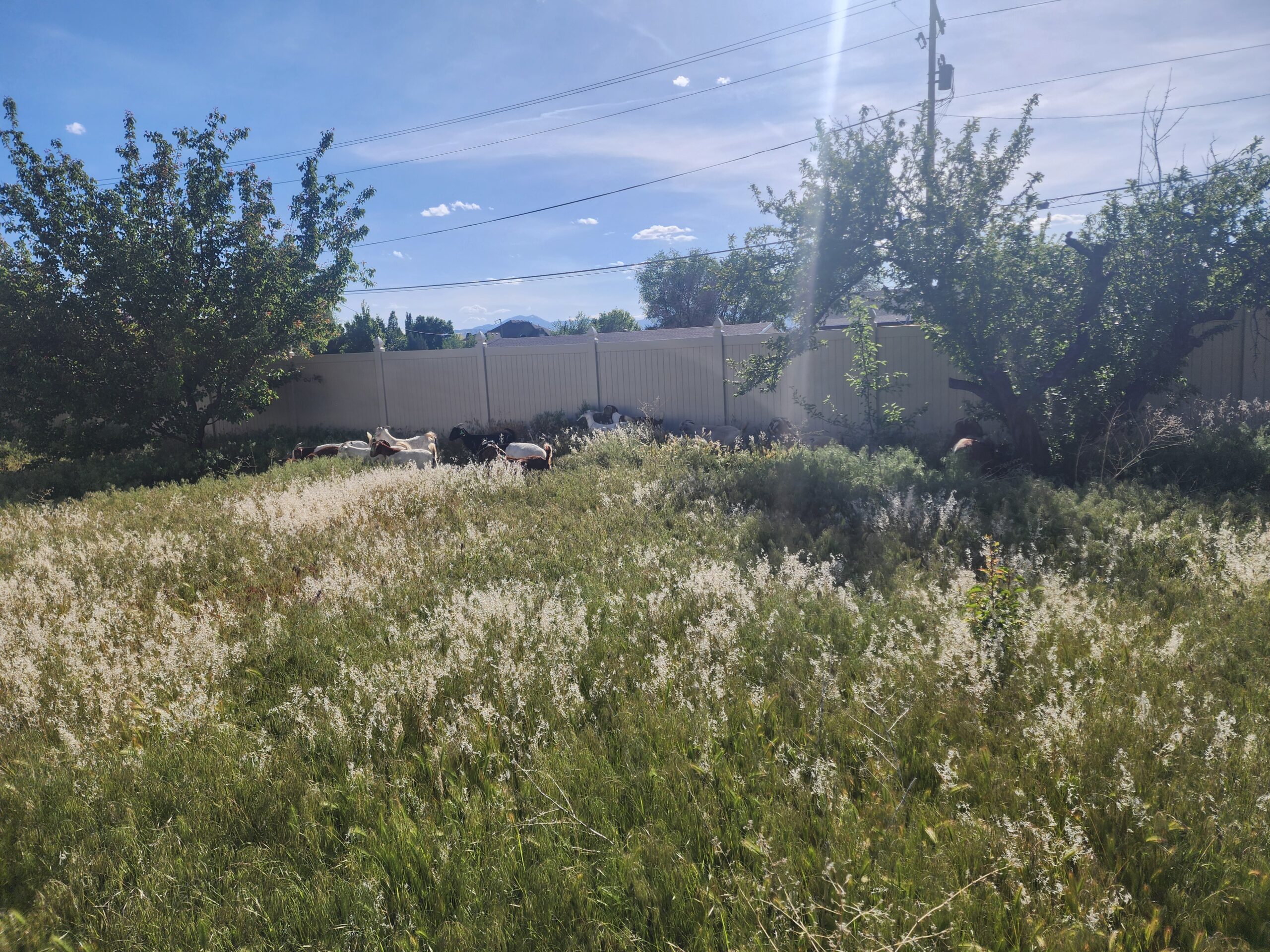 Goats grazing weeds