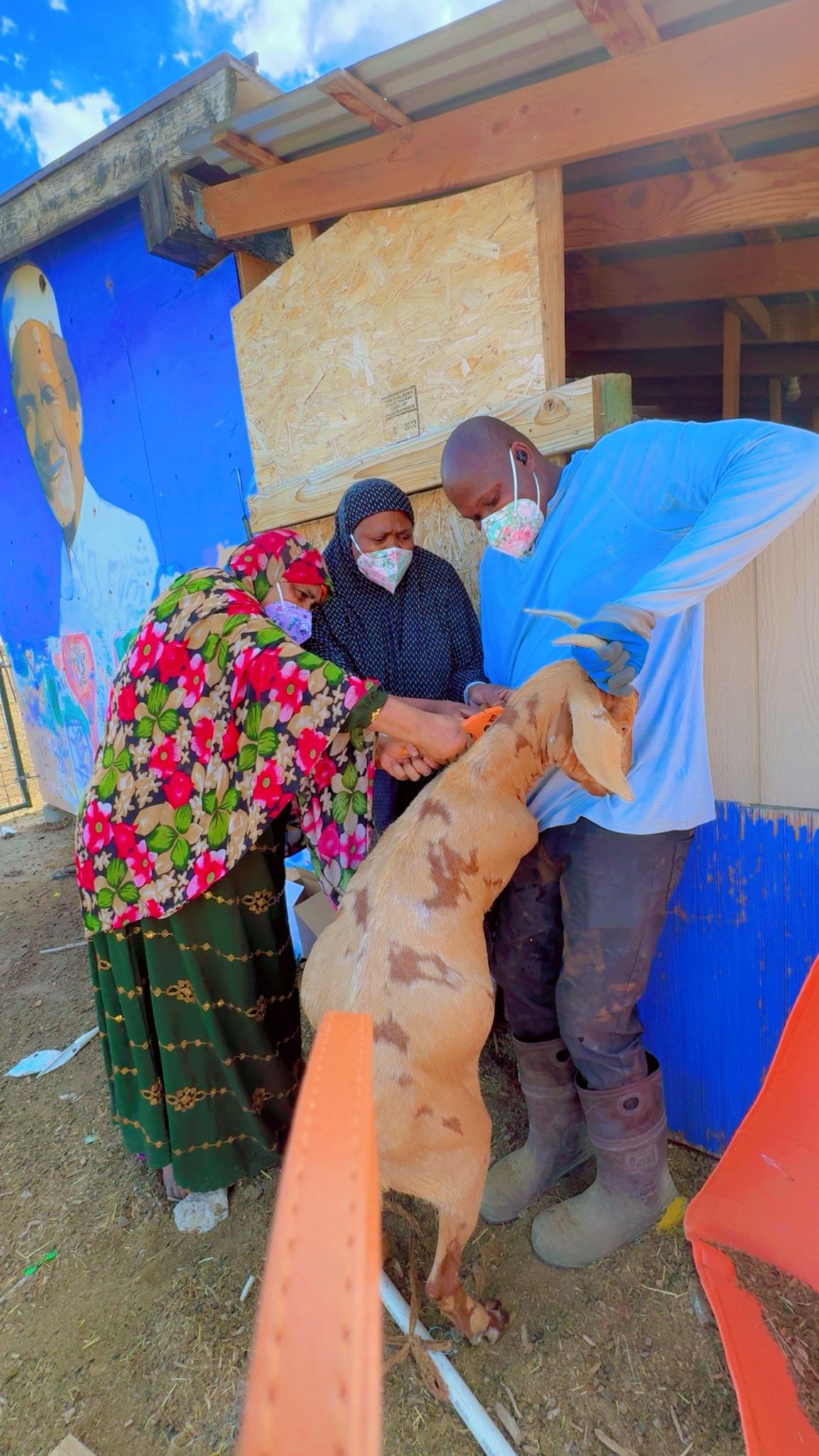 Goats, good work and a new start for refugee families