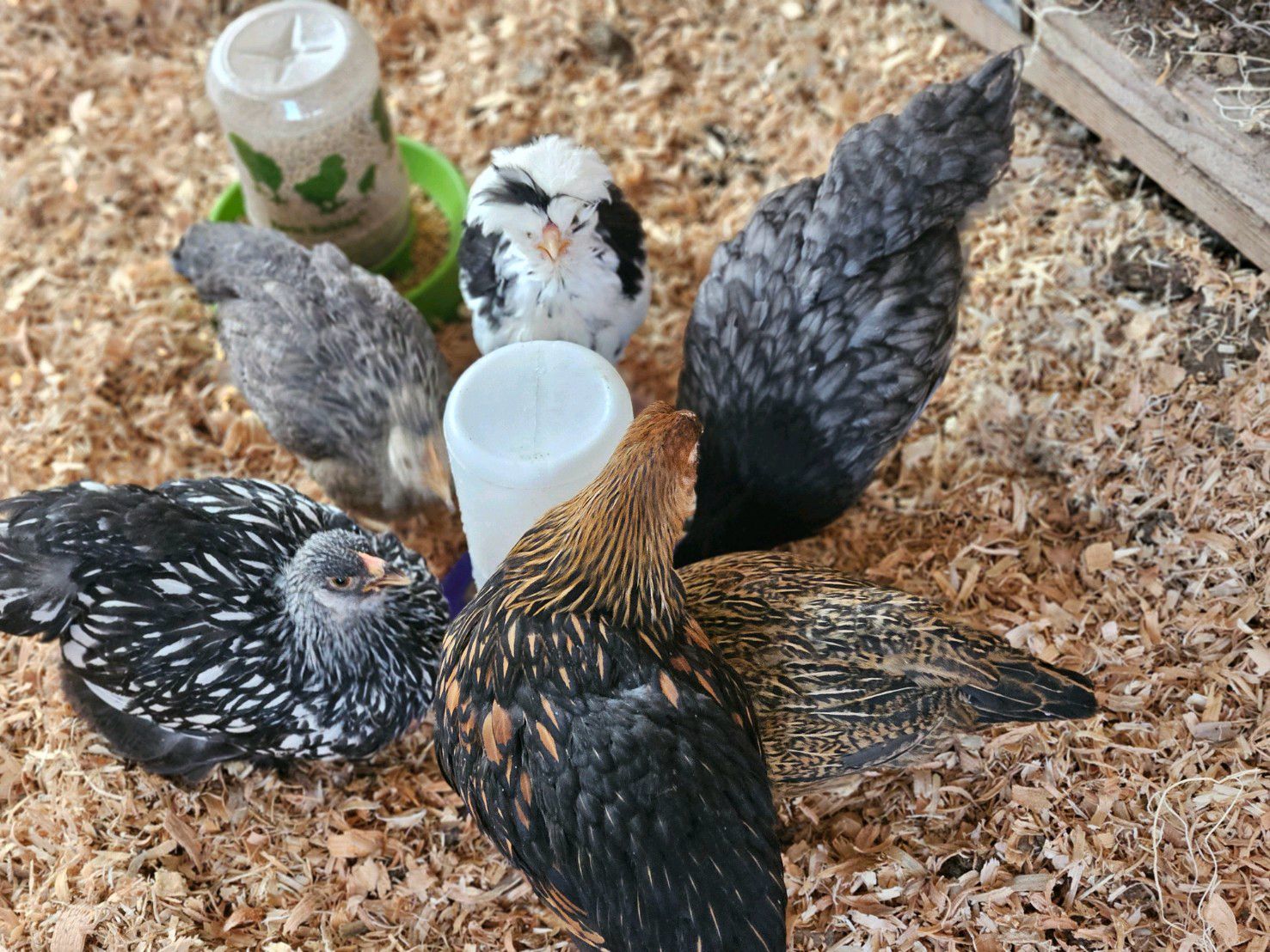 Help rebuild our poultry program