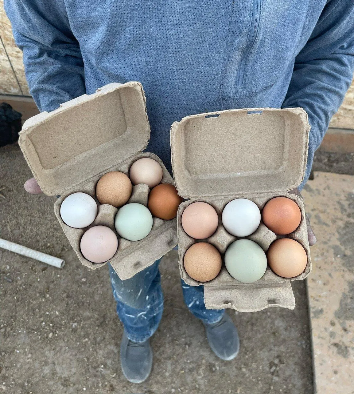 Fresh farm eggs
